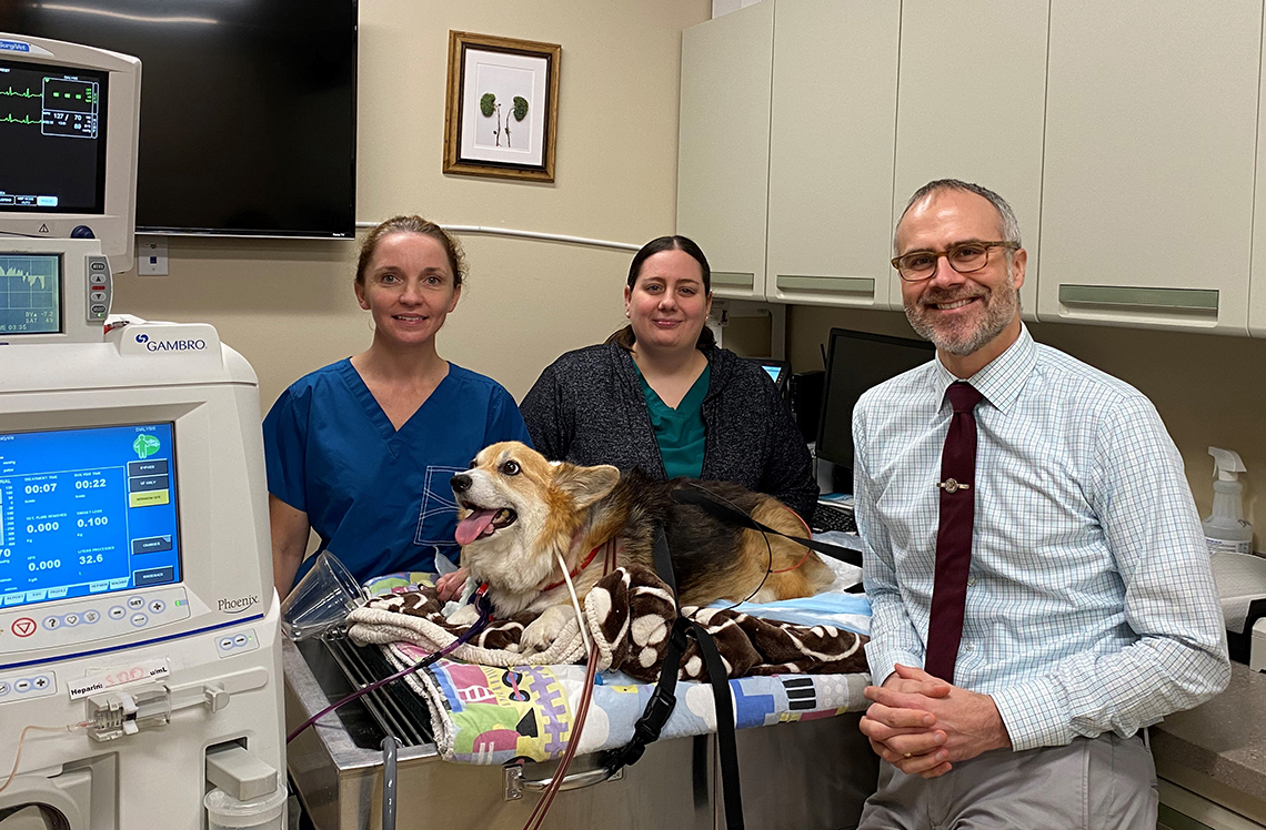 A Corgi receives dialysis at Dr. Foster's clinic in Washington, D.C. Pictured with colleagues Dr. Denise Kelley, DVM, DACVIM (left) and head dialysis technician Miranda Worthington, CVT (center).