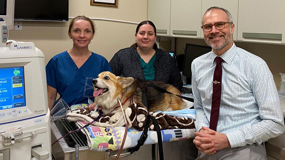 JD Foster and colleagues stand behind Corgi receiving dialysis at Dr. Foster's clinic in Washington, D.C.